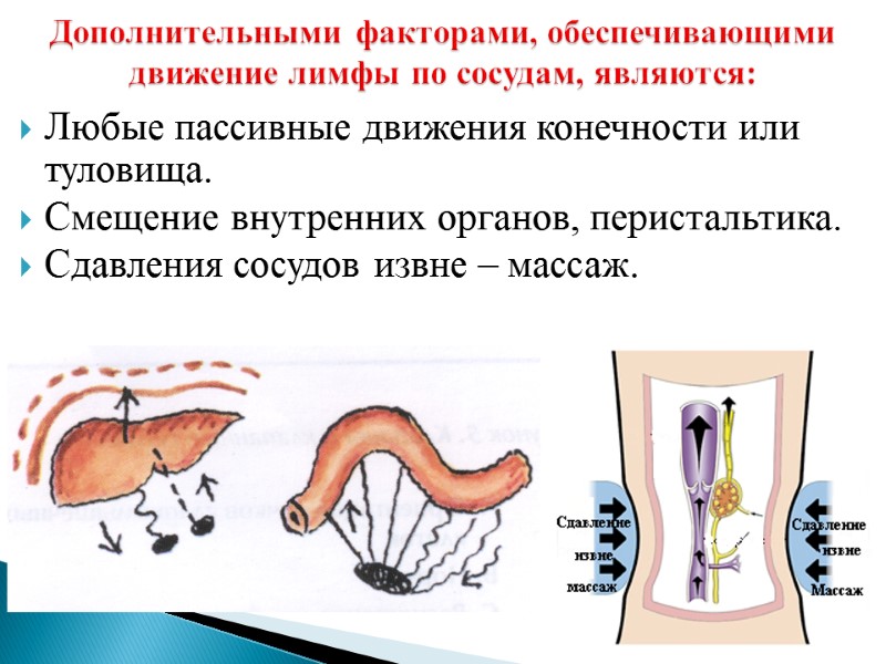 Любые пассивные движения конечности или туловища. Смещение внутренних органов, перистальтика. Сдавления сосудов извне –